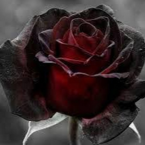 Meet your Posher, Nichole - Picture 1 of 1